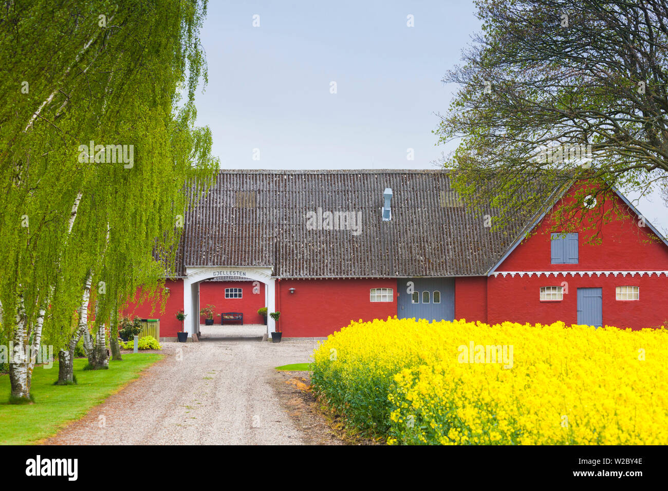 Denmark, Zealand, Olstykke, red farm and yellow rapeseed flowers, springtime Stock Photo