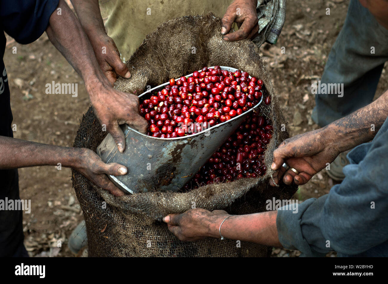 El Salvador, Coffee Pickers, Redistributing Coffee Cherries To Make Each Bag Weigh Fifty Pounds, Coffee Farm, Slopes Of The Santa Volcano, Finca Malacara, High Altitude Coffee Stock Photo
