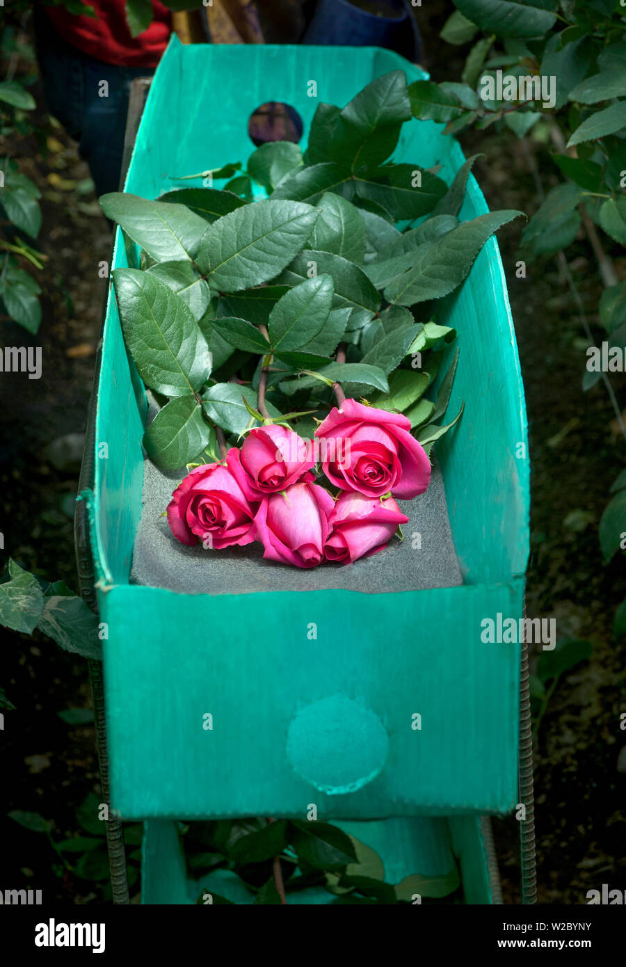 Rose Farm, Picked Red Roses Are Stacked In A Green Box, Eucador is One of The Largest Growers of Roses In The World Because of Its Proximity To The Equator, Spring Like Temperatures, Latacunga, Cotopaxi Province, Ecuador Stock Photo