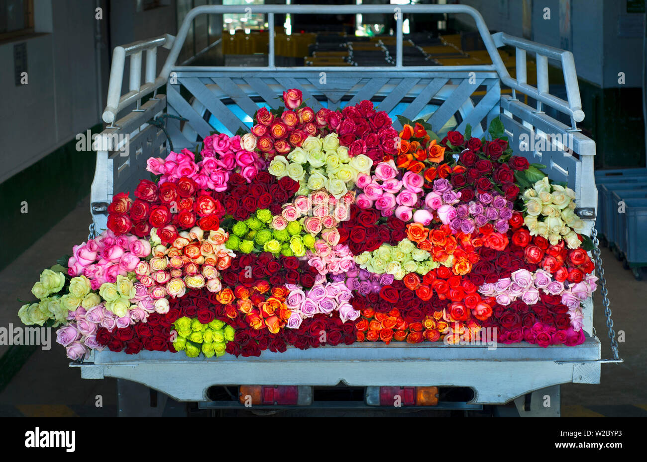 Rose Farm, Truckload of Picked Mixed Roses Ready For Shipment To The United States, Eucador is One of The Largest Growers of Roses In The World Because of Its Proximity To The Equator, Spring Like Temperatures, Latacunga, Cotopaxi Province, Ecuador Stock Photo