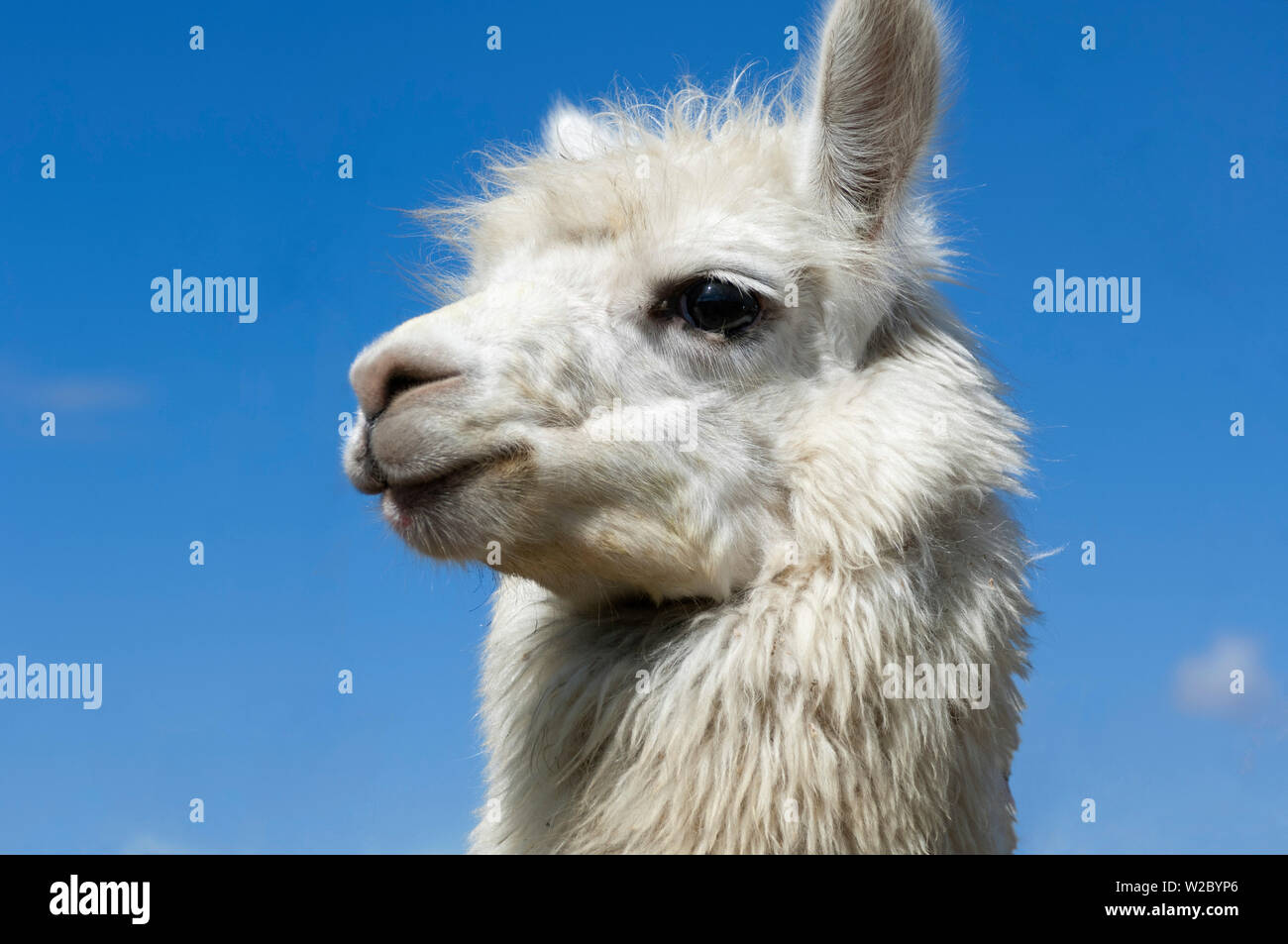 Saquisili Animal Market, Llama For Sale, Saquisili, Cotopaxi Province, Ecuador Stock Photo