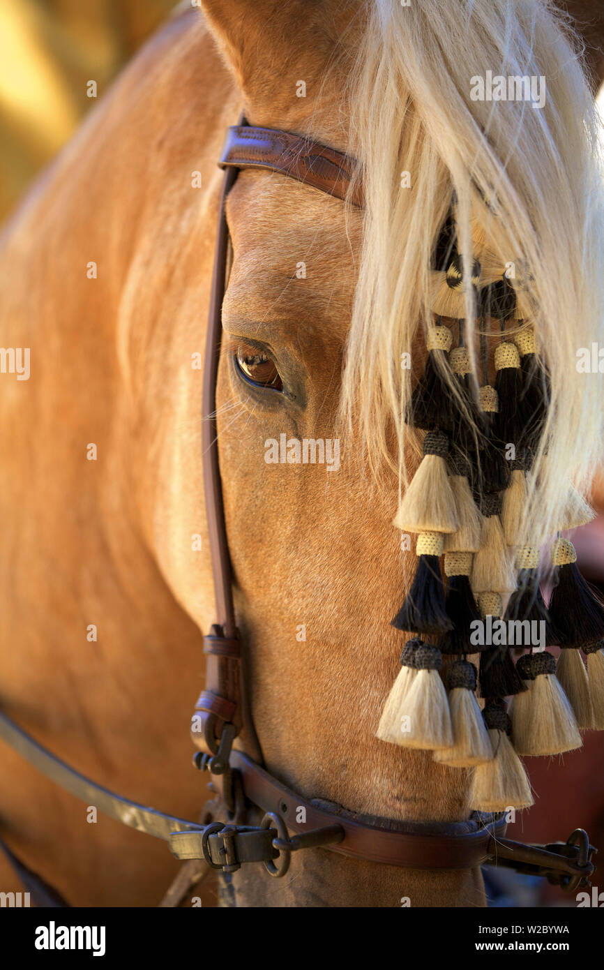 Horse, Annual Horse Fair, Jerez de la Frontera, Cadiz Province, Andalucia, Spain Stock Photo