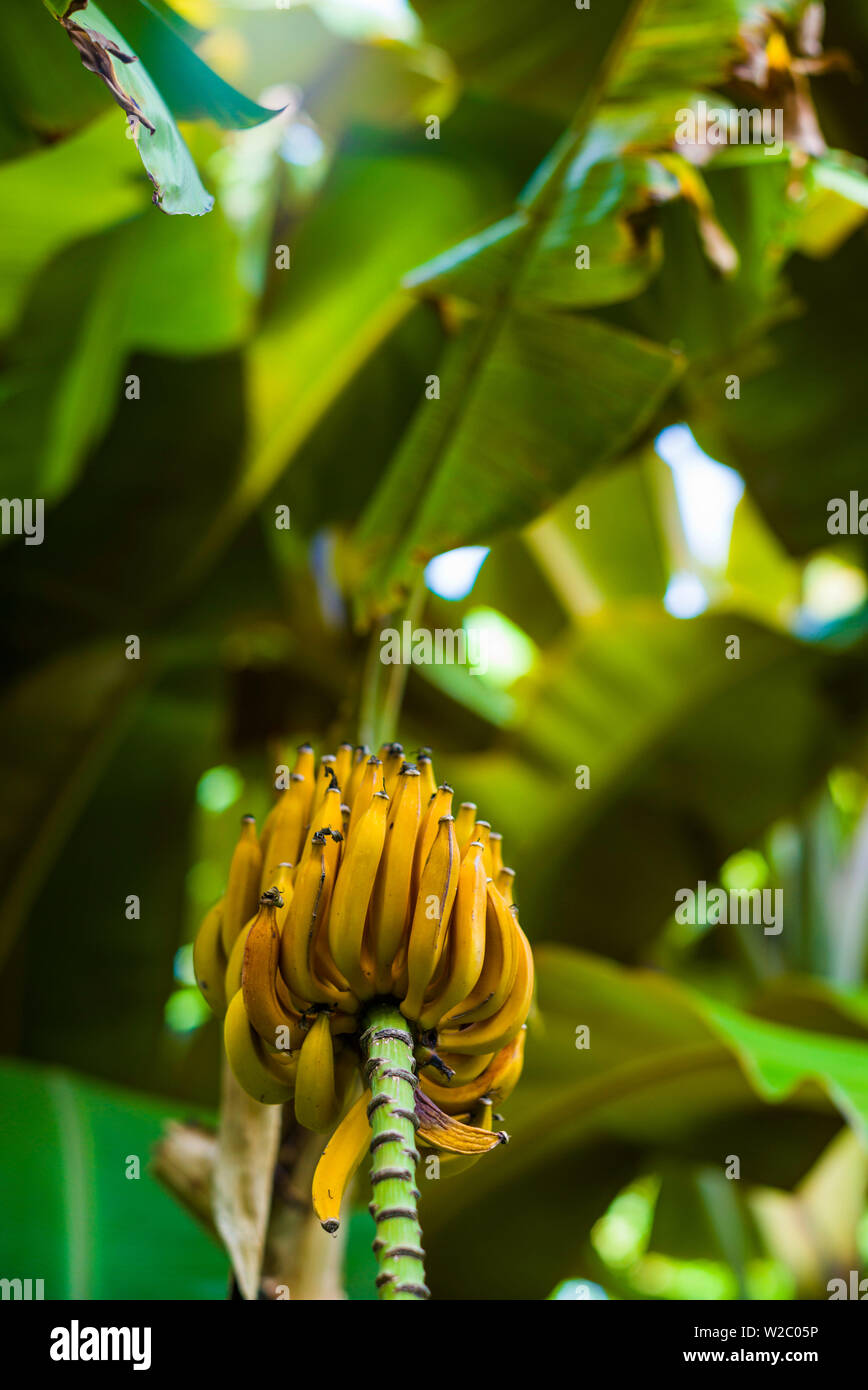 Spanish banana hires stock photography and images Alamy