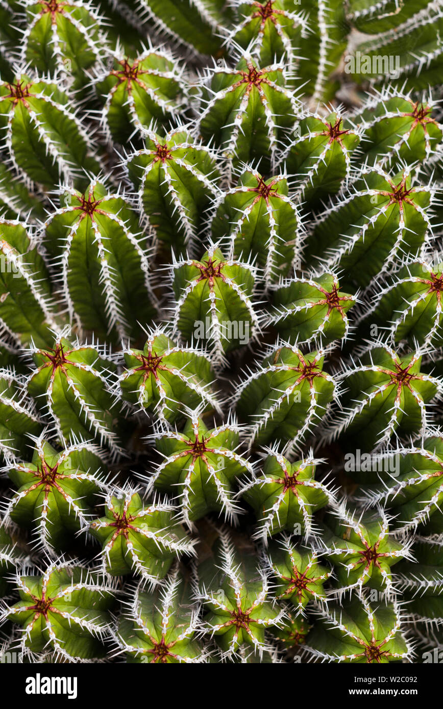Spain, Canary Islands, Lanzarote, Guatiza, cactus plant detail Stock Photo