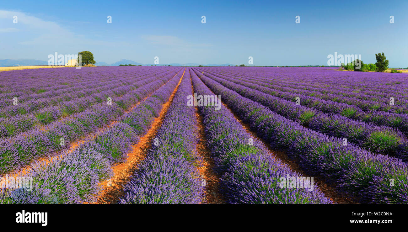 France, Provence Alps Cote d'Azur, Haute Provence, Plateau of Valensole, Lavander Fields Stock Photo