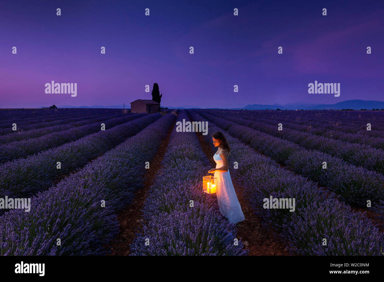 France, Provence Alps Cote d'Azur, Haute Provence, Plateau of Valensole, Lavander Fields Stock Photo