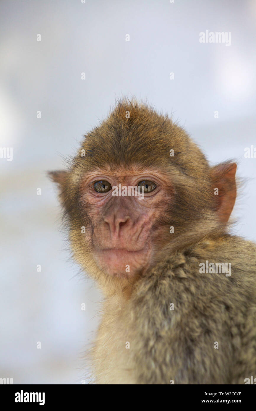 Barbary Macaque, Gibraltar, Cadiz Province Stock Photo