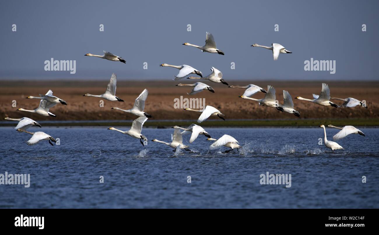 (190708) -- BEIJING, July 8, 2019 (Xinhua) -- Little swans are seen in the Dongdongtinghu State-level Nature Reserve in central China's Hunan Province March 1, 2017. Located in central China, Hunan Province is well-known for its varied topography. It abuts the Dongting Lake to the north, and the east, south and west sides of the province are surrounded by mountains, with Wuling and Xuefeng Mountains to the west, Nanling Mountain to the south, Luoxiao and Mufu Mountains to the east. The Xiangjiang, Zijiang, Yuanjiang and Lishui Rivers converge on the Yangtze River at the Dongting Lake in the no Stock Photo