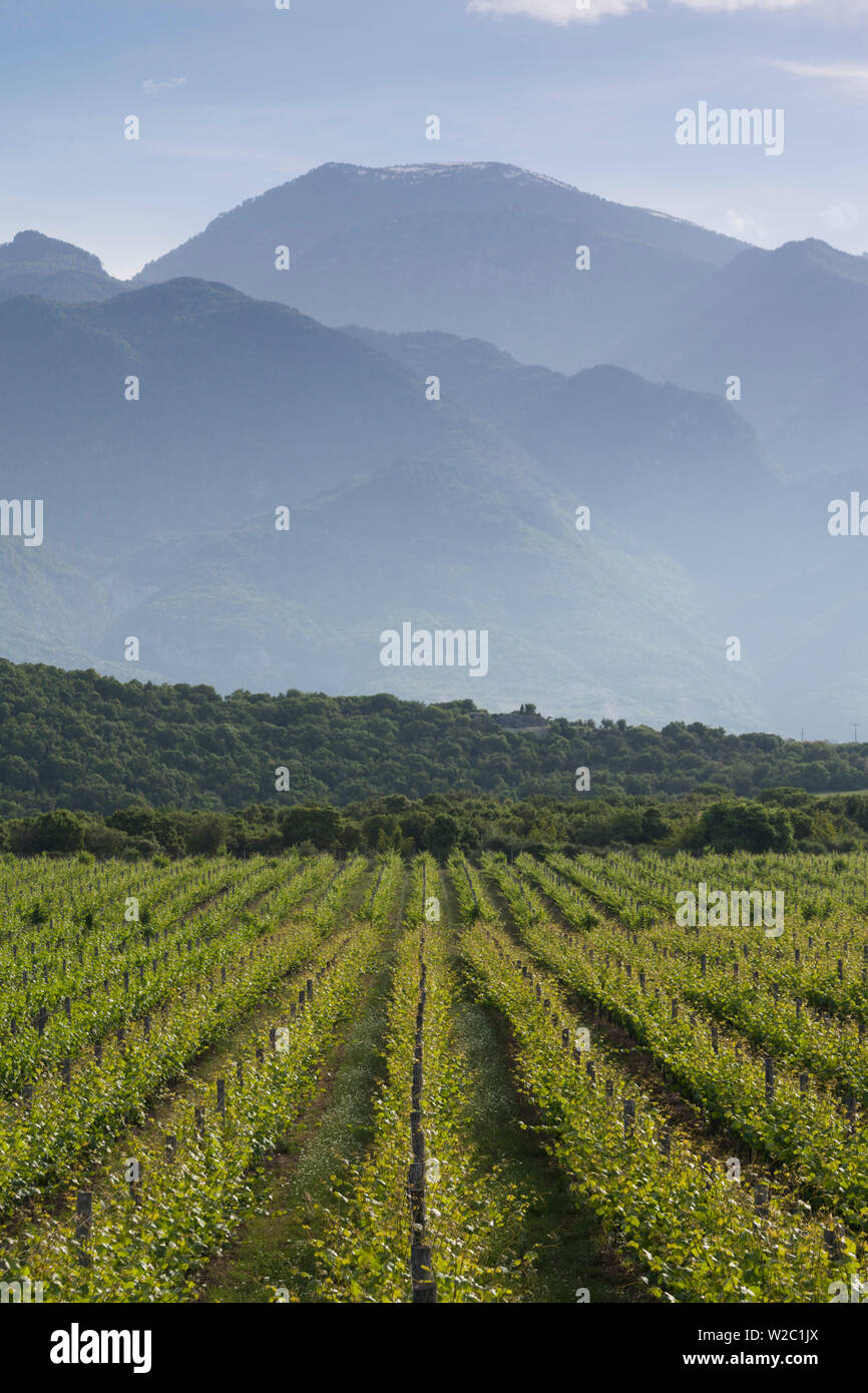 Greece, Central Macedonia Region, Dion, vineyard in the shadow of Mount Olympus Stock Photo