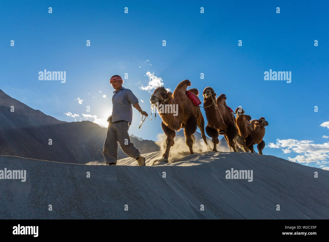 Bactrian or double humped camels, Nubra Valley, Ladakh, India Stock Photo