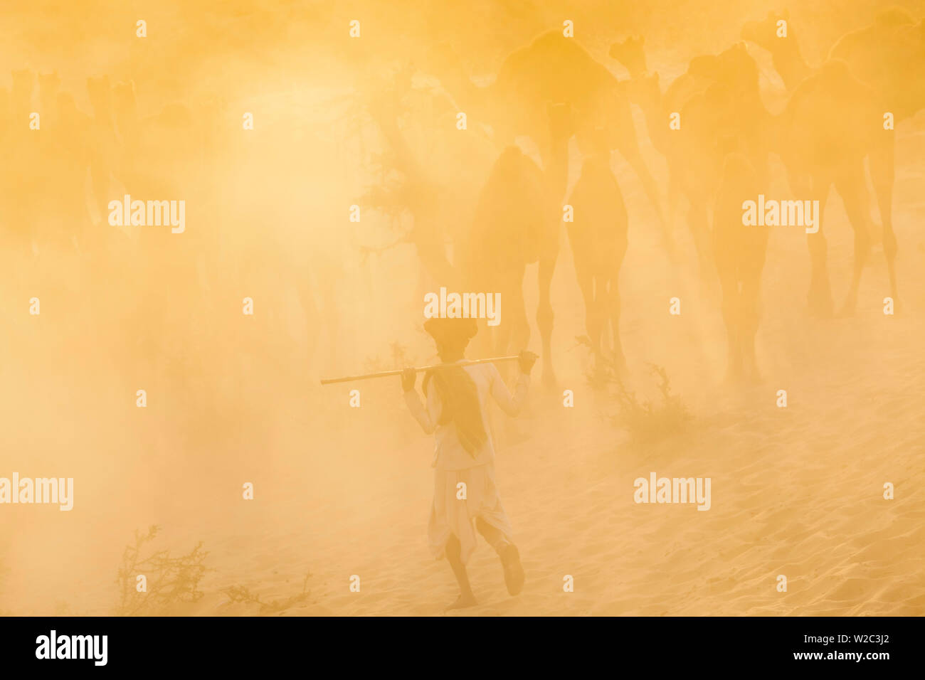 Camel pushkar rajasthan india hi res stock photography and images Alamy