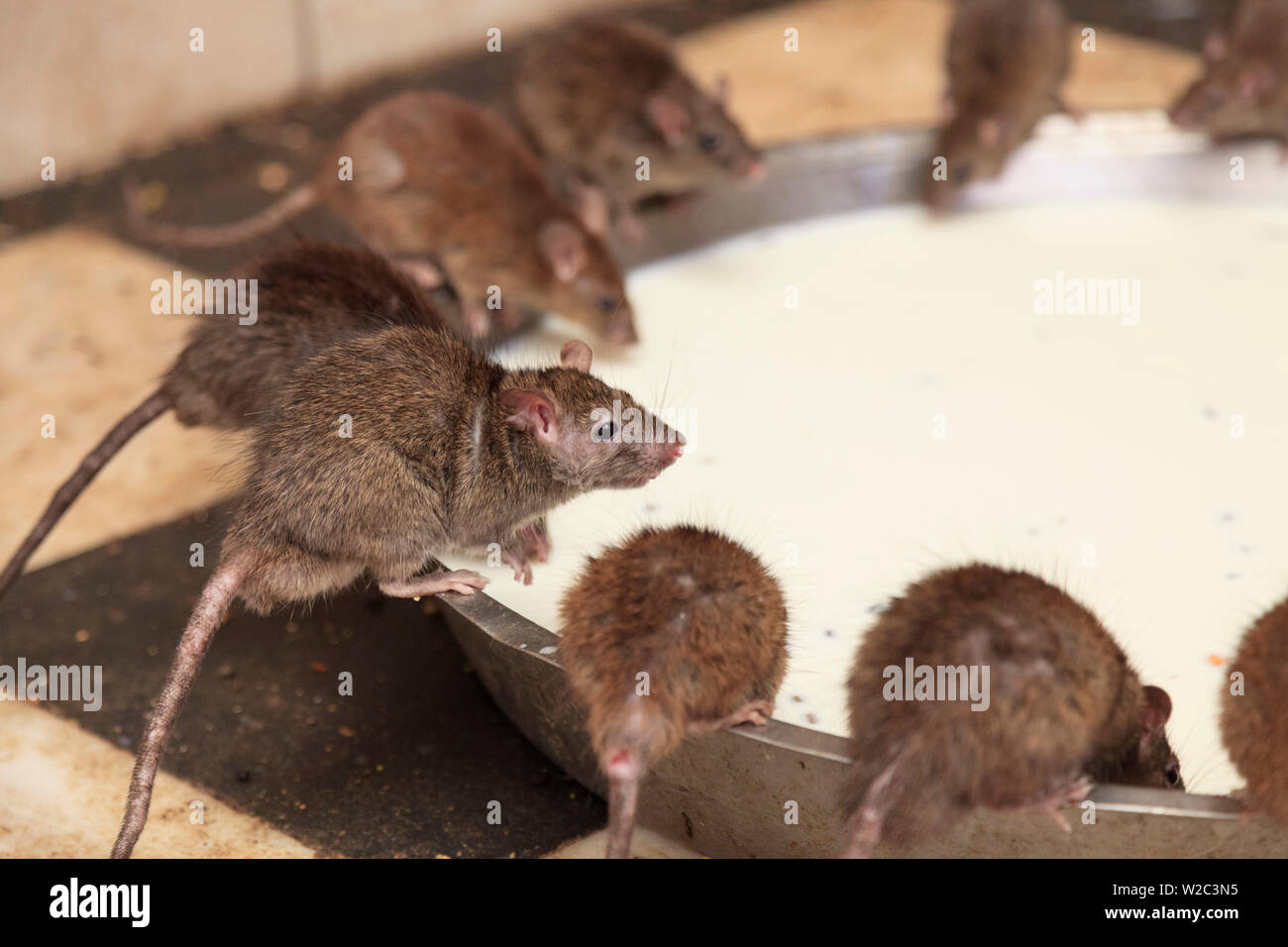 India, Rajasthan, Deshnok, Karni Mata Temple (Rat Temple) Stock Photo