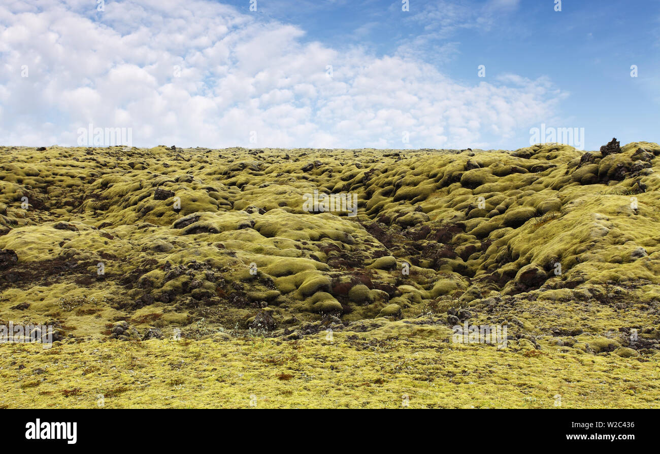 Icelandic moss covers volcanic rock Stock Photo