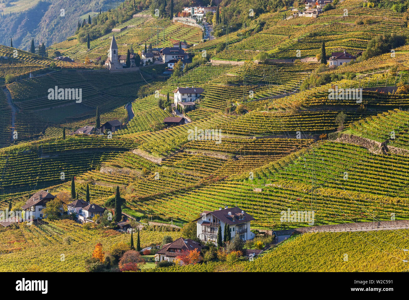 Vineyards near Bolzano, Trentino-Alto Adige/South Tirol, Italy Stock Photo