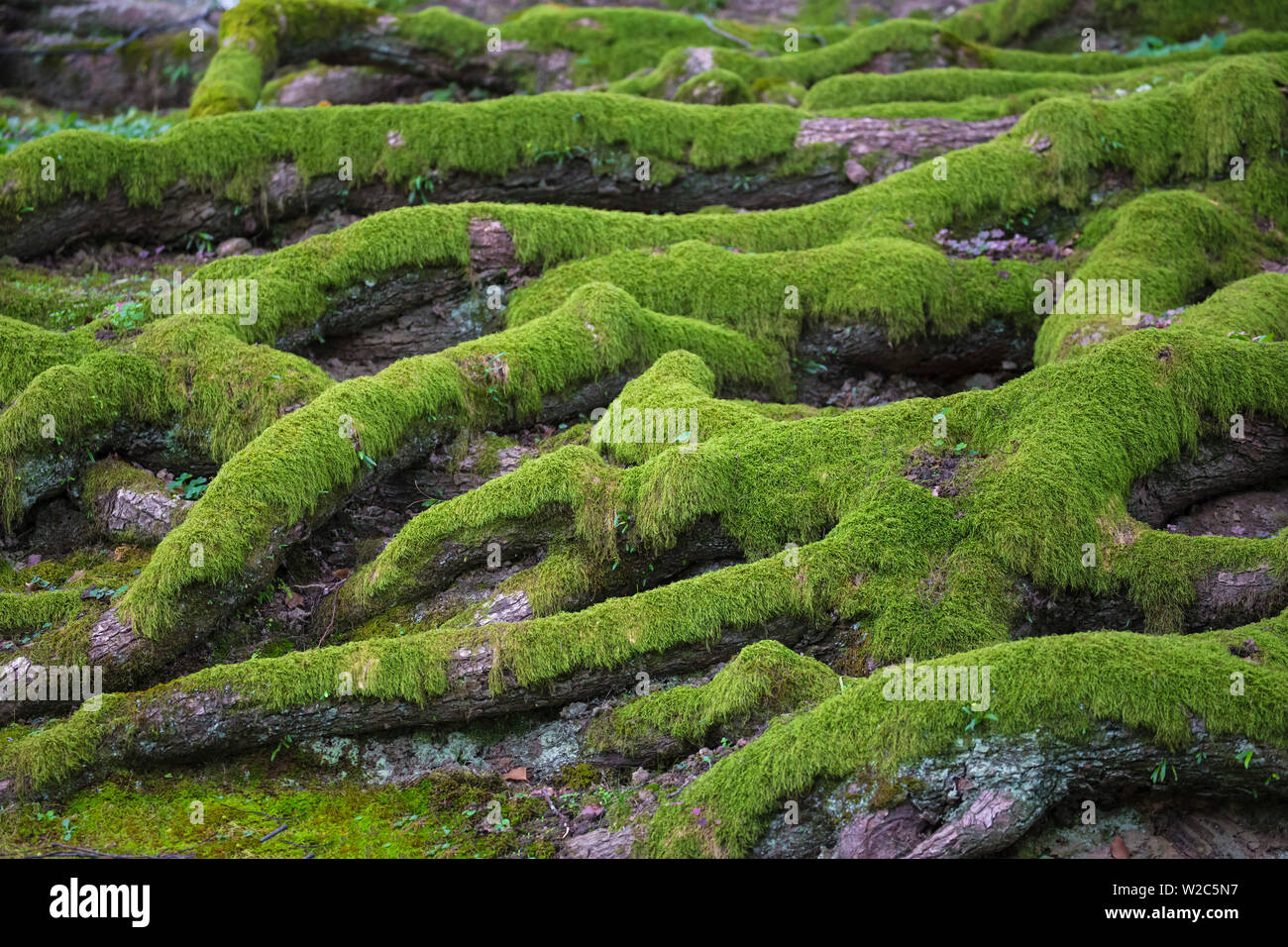 Japan, Kyoto, Higashiyama district, Tree roots Stock Photo - Alamy