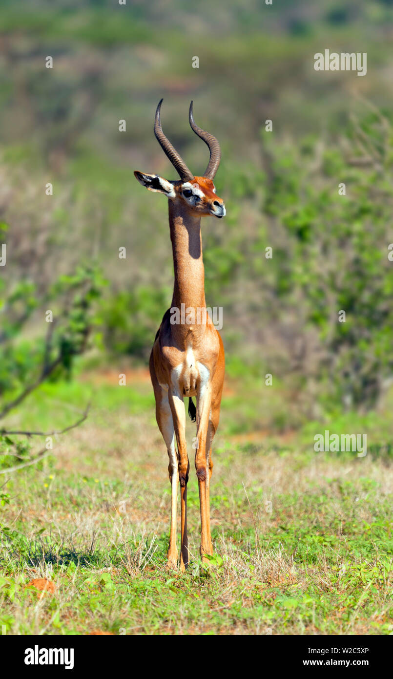 Gerenuk Litocranius Walleri Samburu National Reserve Kenya Stock gerenuk-litocranius-walleri-samburu-national-reserve-kenya-stock