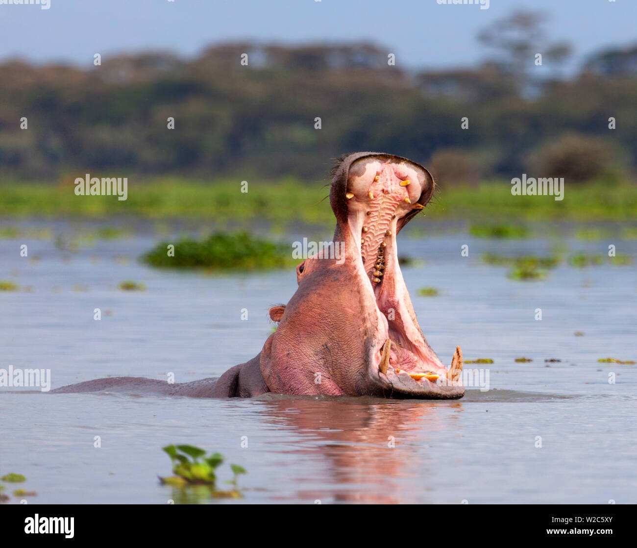 Hippos (Hippopotamus amphibius), Lake Naivasha, Nakuru County, Kenya Stock Photo