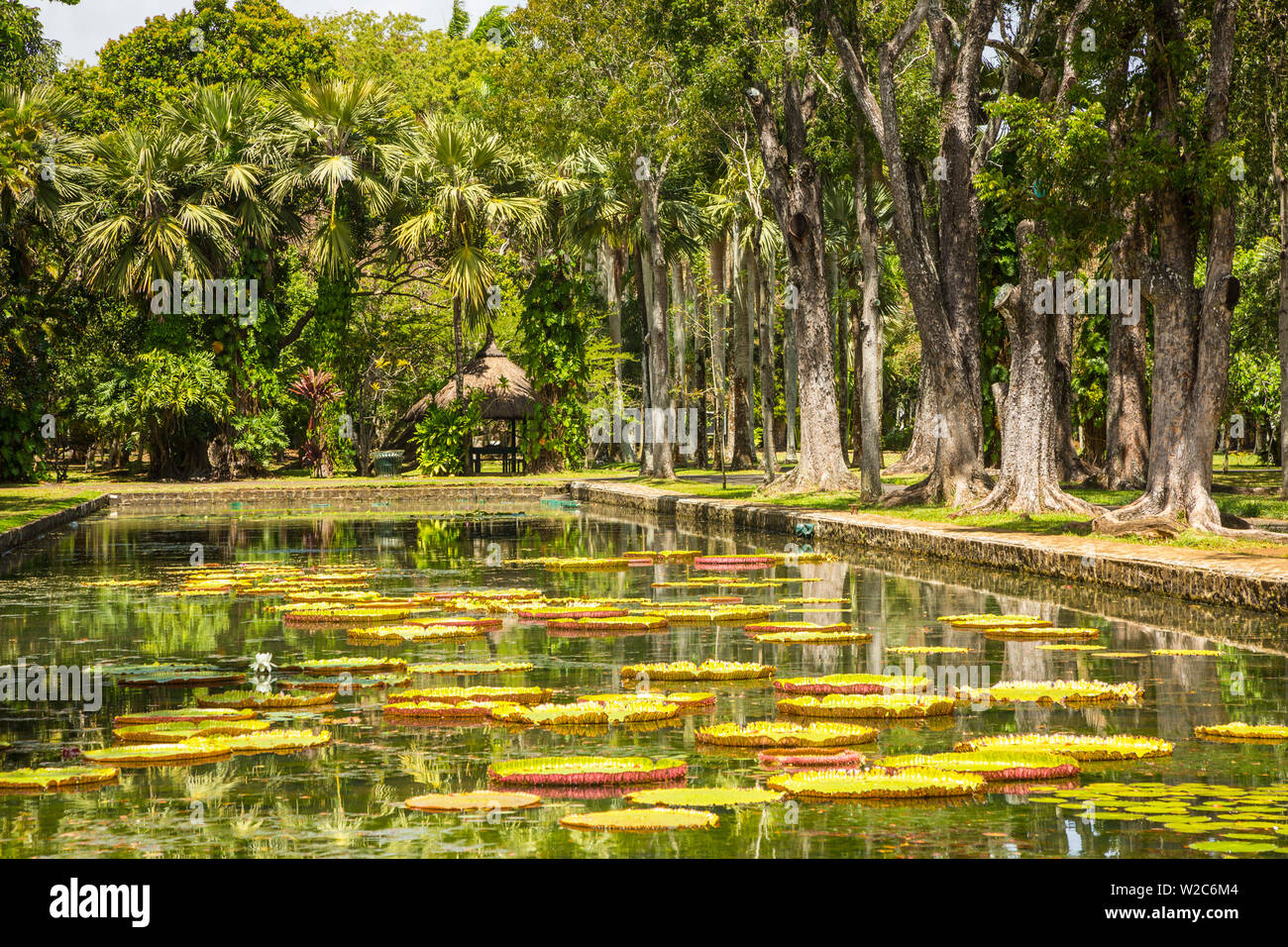 Water lillies, Sir Seewoosagur Ramgoolam Botanical Garden, Pamplemousses, Mauritius Stock Photo