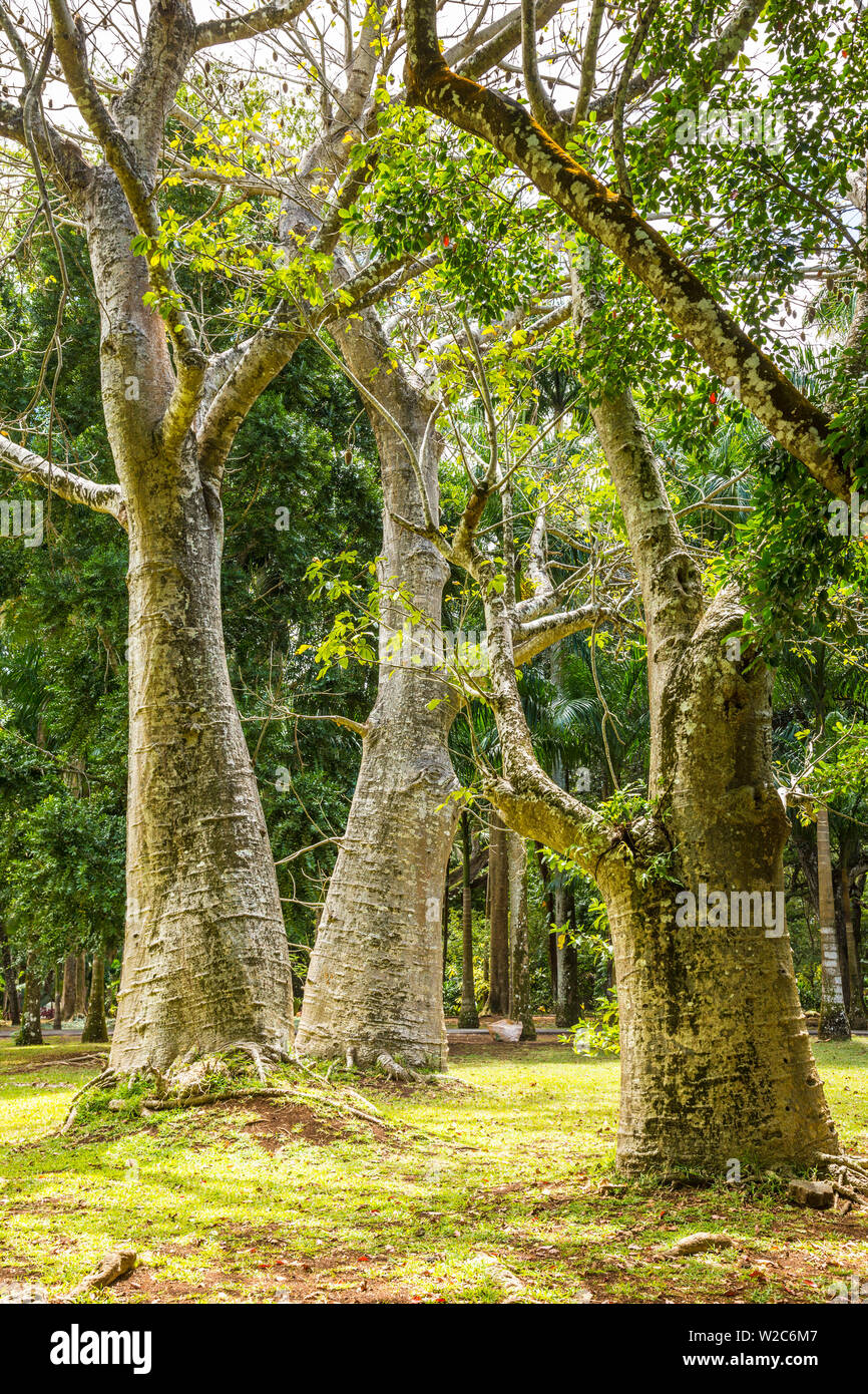 Baobab trees, Sir Seewoosagur Ramgoolam Botanical Garden, Pamplemousses, Mauritius Stock Photo