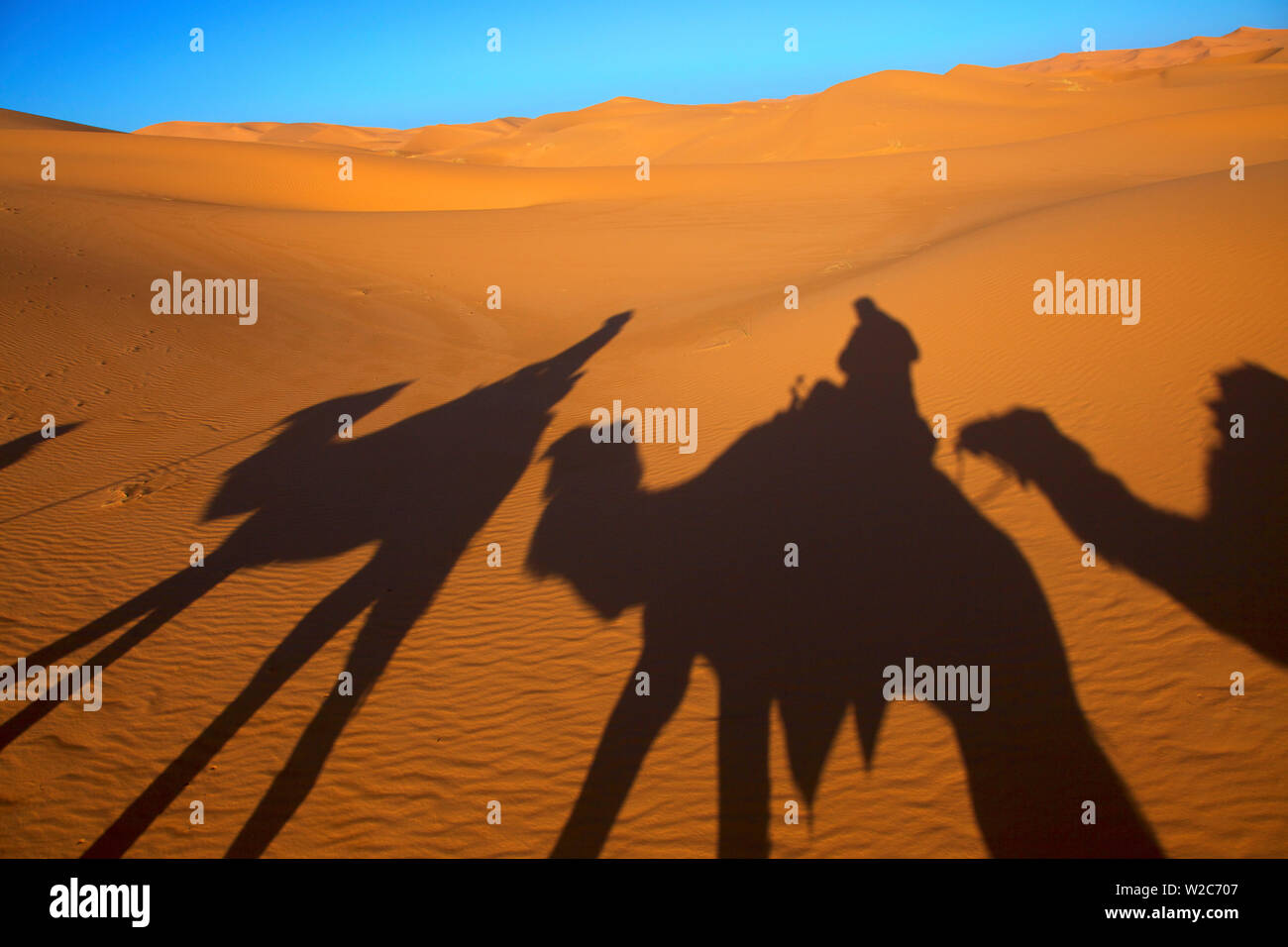 Shadows Of Camels And Riders In The Desert, Merzouga, Morocco, North Africa Stock Photo