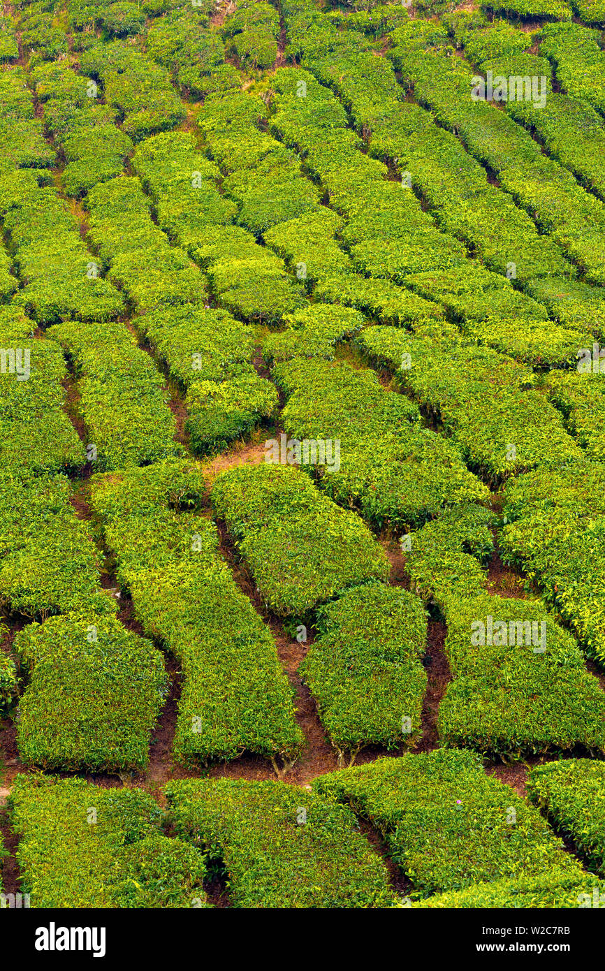 Malaysia, Pahang, Cameron Highlands, Brinchang, Tea Plantation Stock Photo