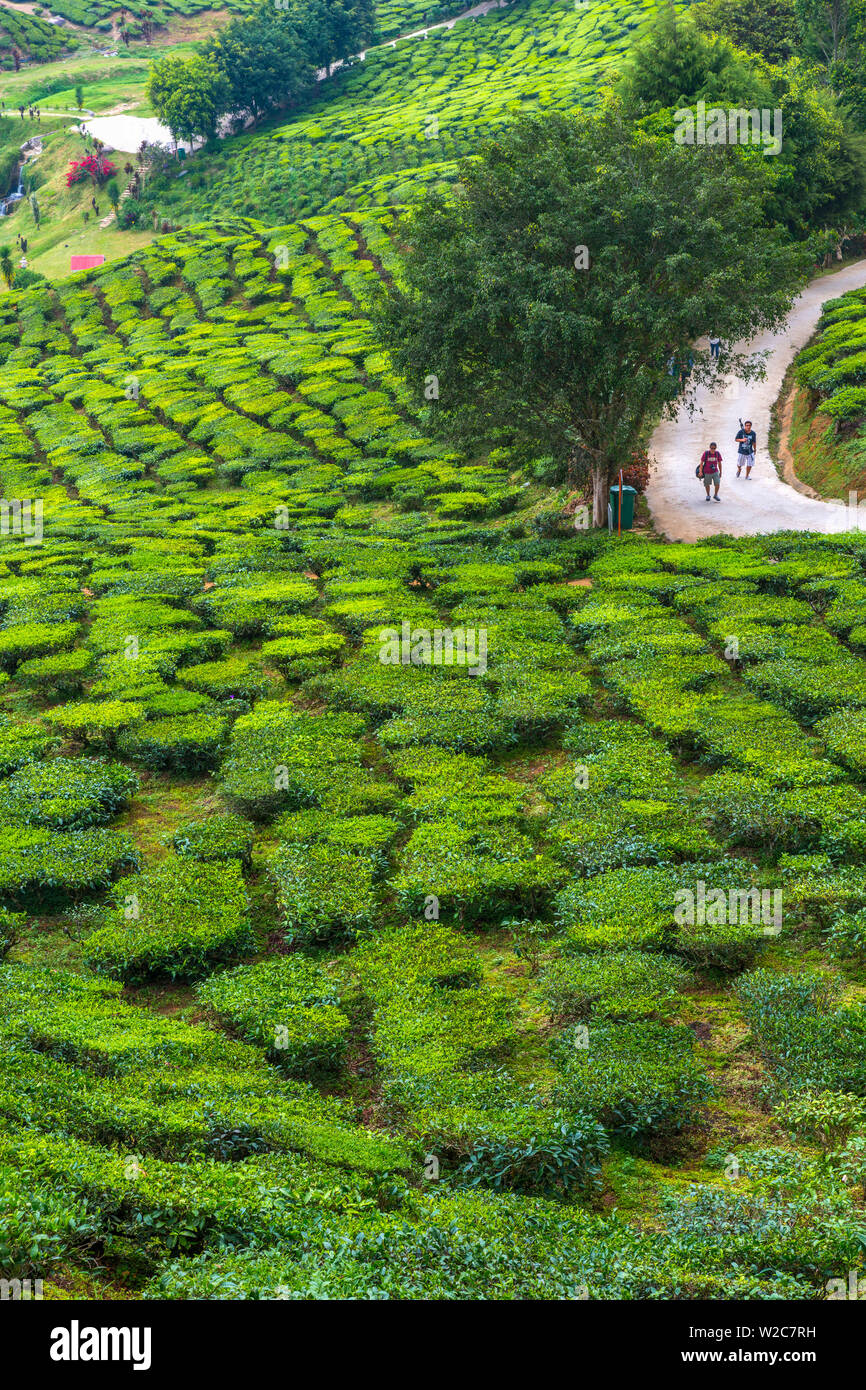 Malaysia, Pahang, Cameron Highlands, Tanah Rata, Cameron Valley Tea Estate Stock Photo
