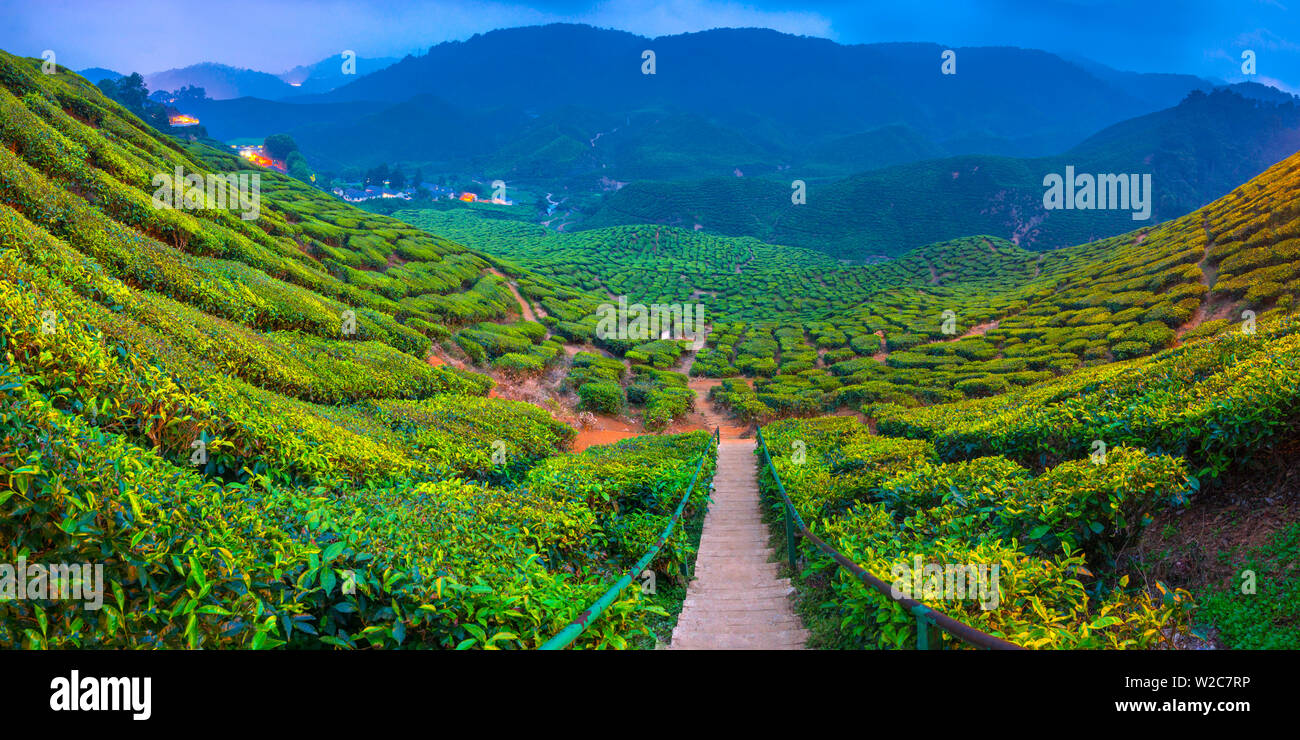 Malaysia, Pahang, Cameron Highlands, Tanah Rata, Cameron Valley Tea Estate Stock Photo