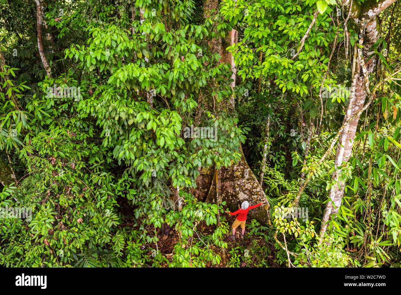 Tropical rainforest, Sabah, Borneo, Malaysia Stock Photo