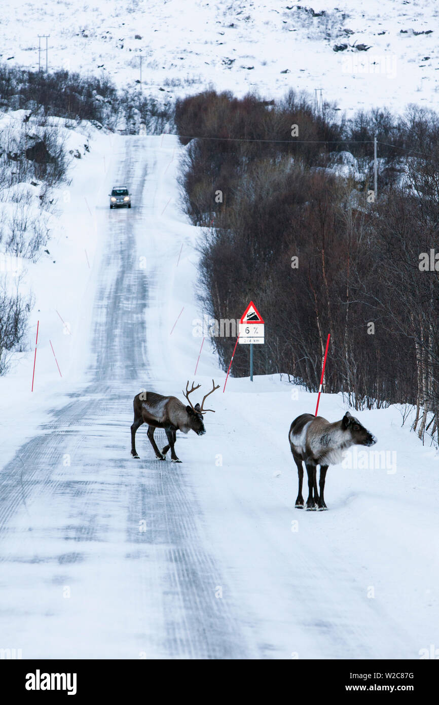 Reindeer, Kvaloya, Troms region, Norway Stock Photo