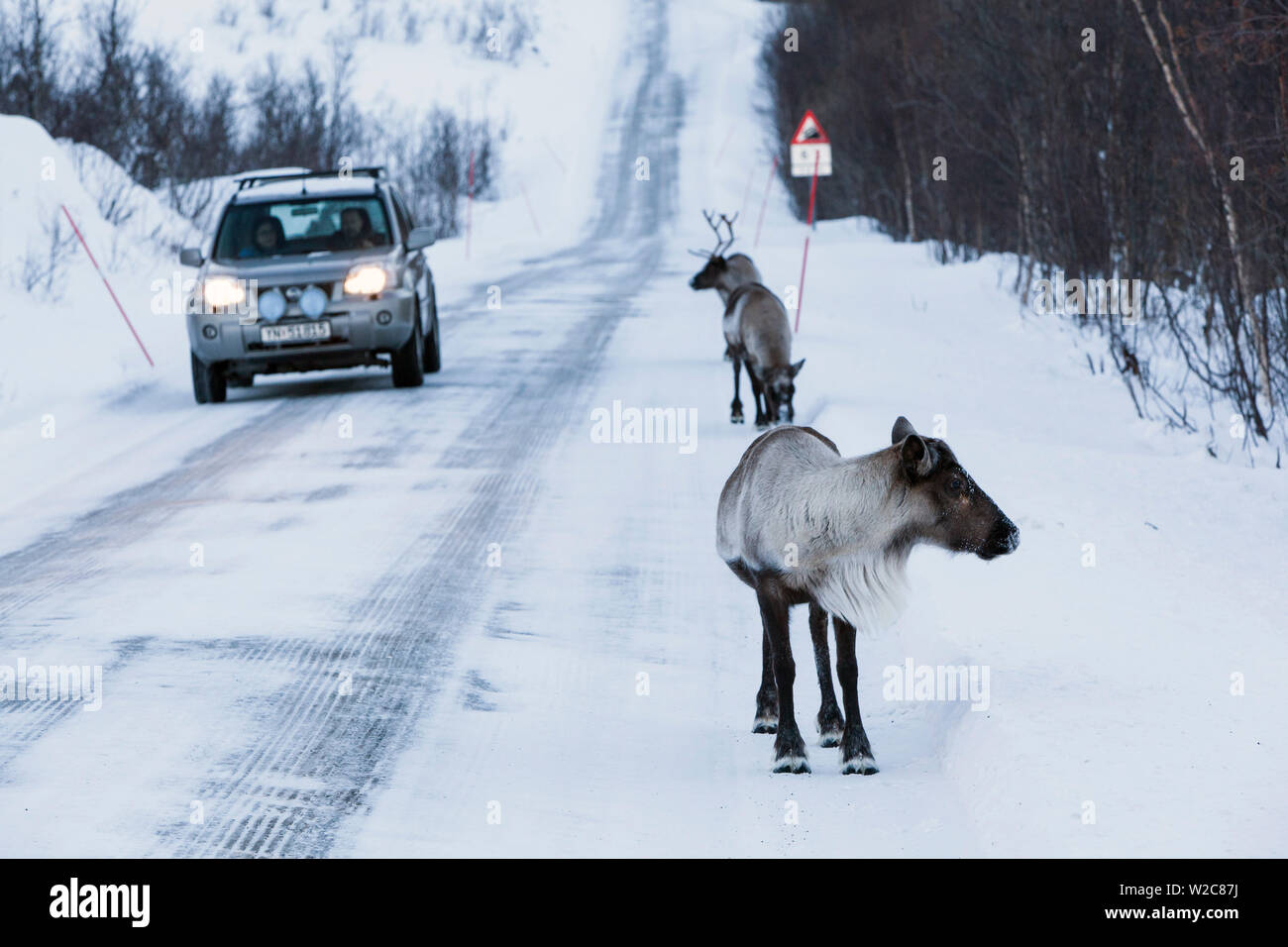 Reindeer, Kvaloya, Troms region, Norway Stock Photo