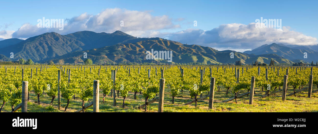 Picturesque Vineyard, Blenheim, Marlborough, South Island, New Zealand Stock Photo