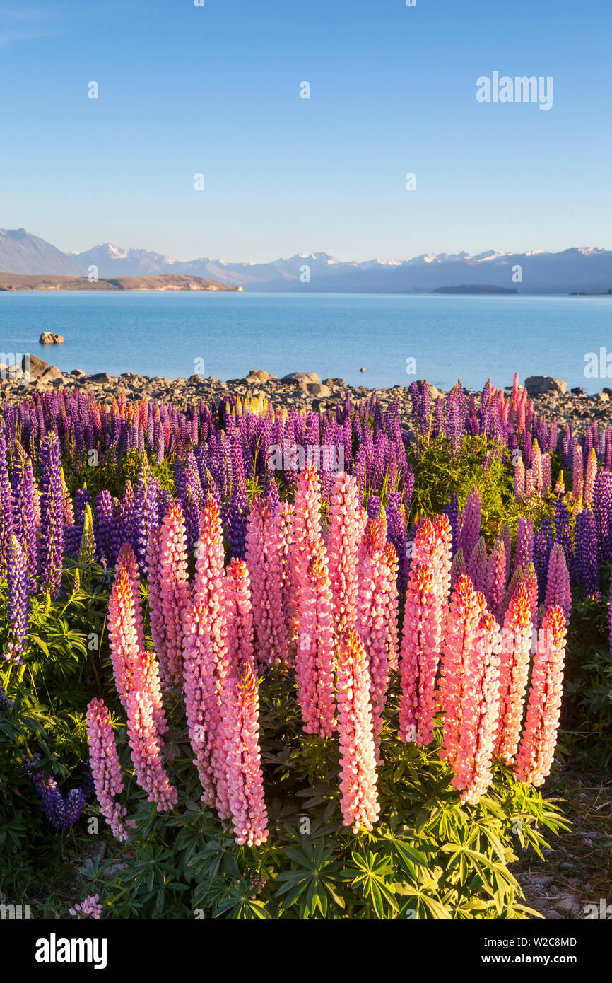 Wild lupins, Lake Tekapo, Mackenzie Country, Canterbury, South Island, New Zealand Stock Photo