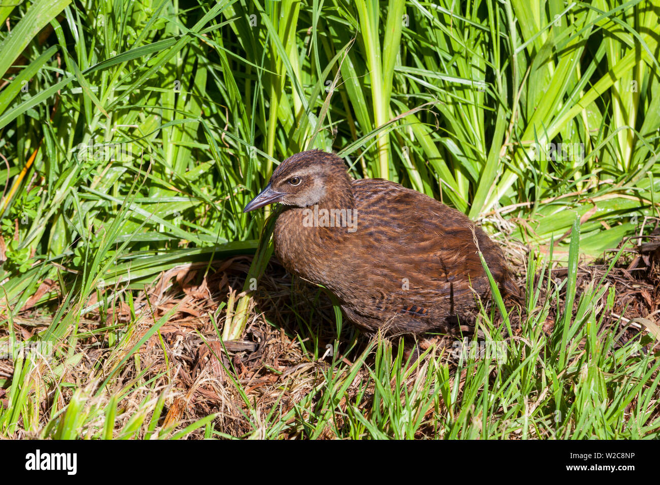 Native Weka chick, Karamea, West Coast, South Island, New Zealand Stock Photo