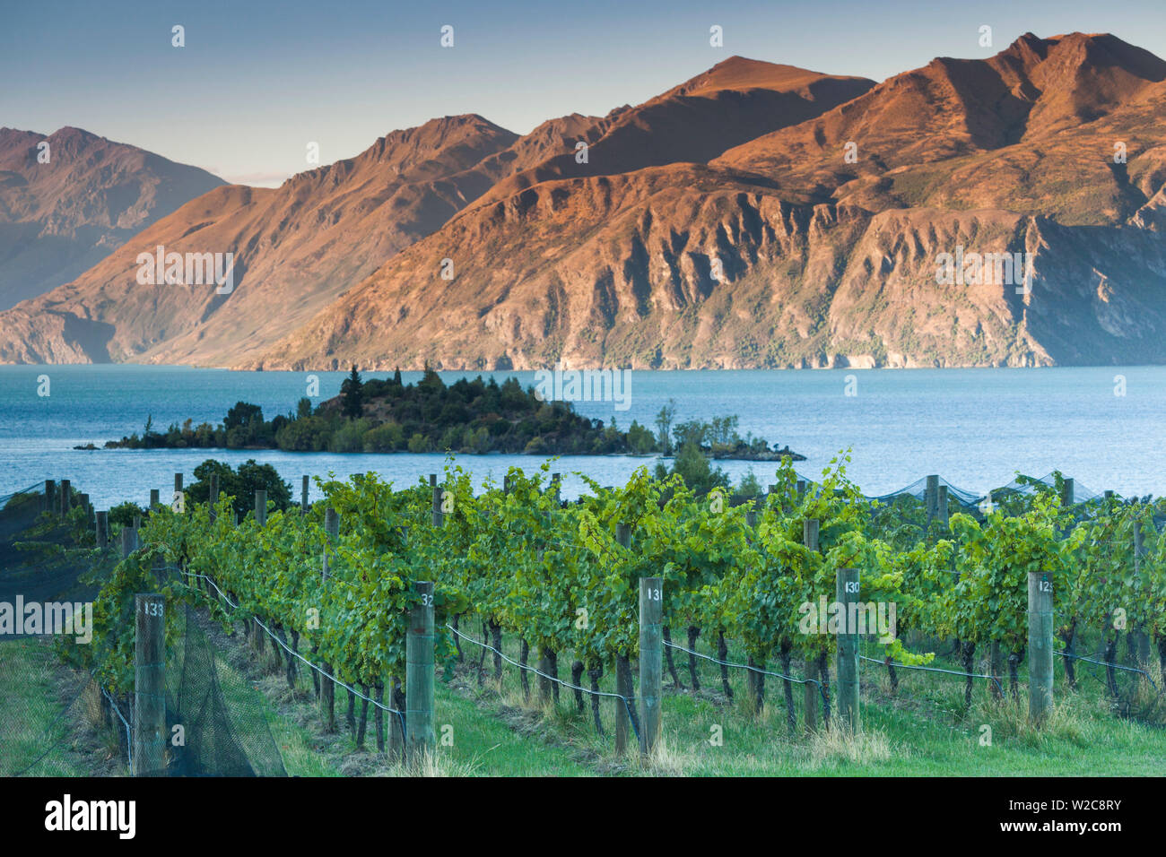 New Zealand, South Island, Otago, Wanaka, vineyard on Lake Wanaka Stock Photo