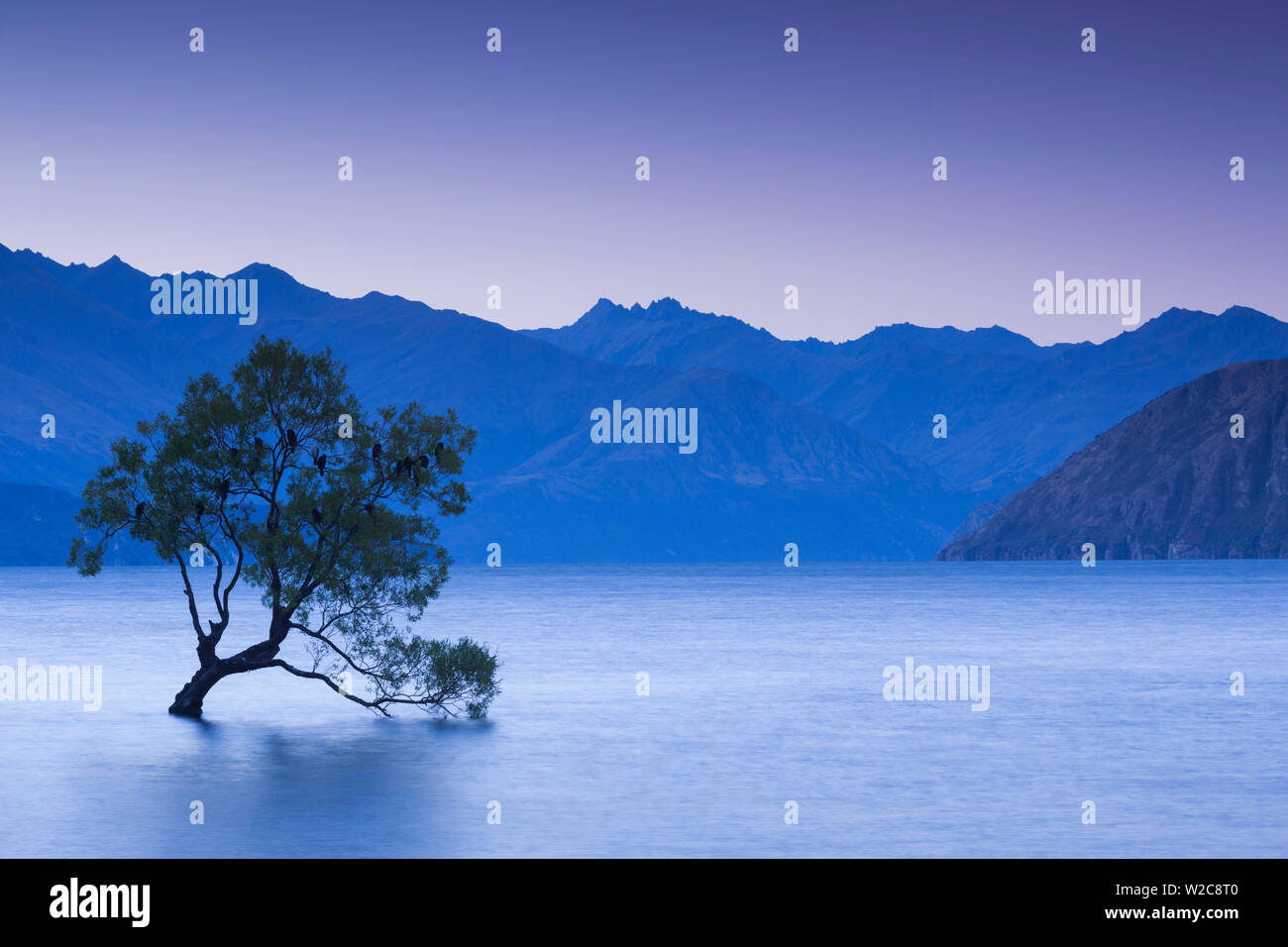 New Zealand, South Island, Otago, Wanaka, Lake Wanaka, solitary tree, dusk Stock Photo