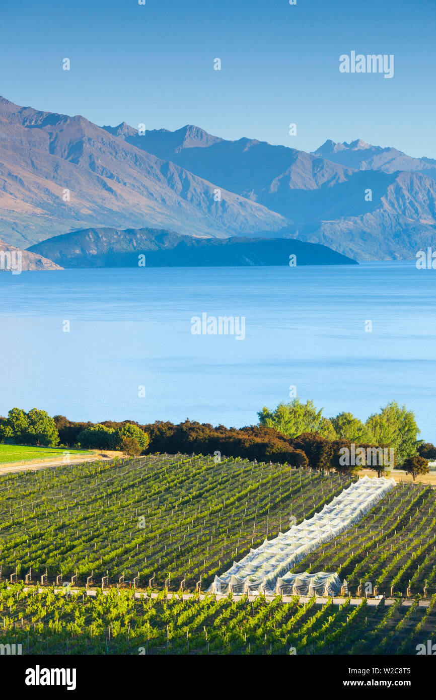 New Zealand, South Island, Otago, Wanaka, vineyard on Lake Wanaka Stock Photo
