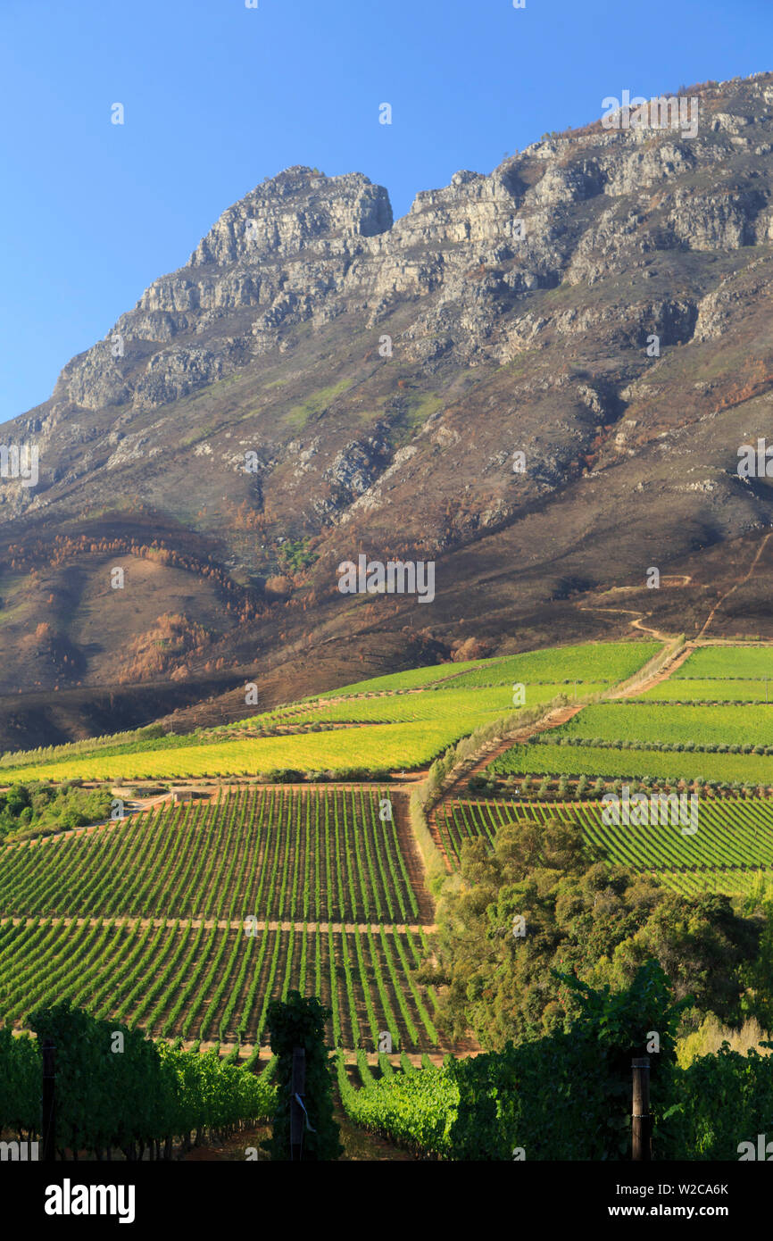 South Africa, Western Cape, Stellenbosch, Tokara Wine Estate Stock Photo