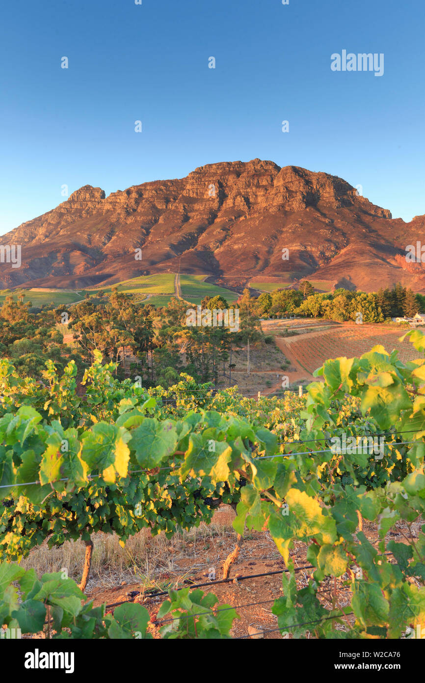 South Africa, Western Cape, Stellenbosch, Tokara Wine Estate Stock Photo