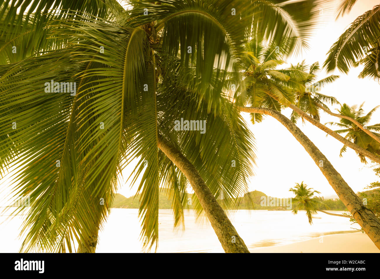 Palm trees and tropical beach, southern Mahe, Seychelles Stock Photo