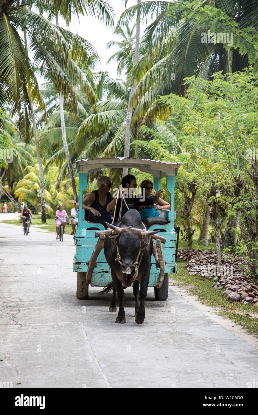 Indian Ox Stock Photos & Indian Ox Stock Images - Alamy