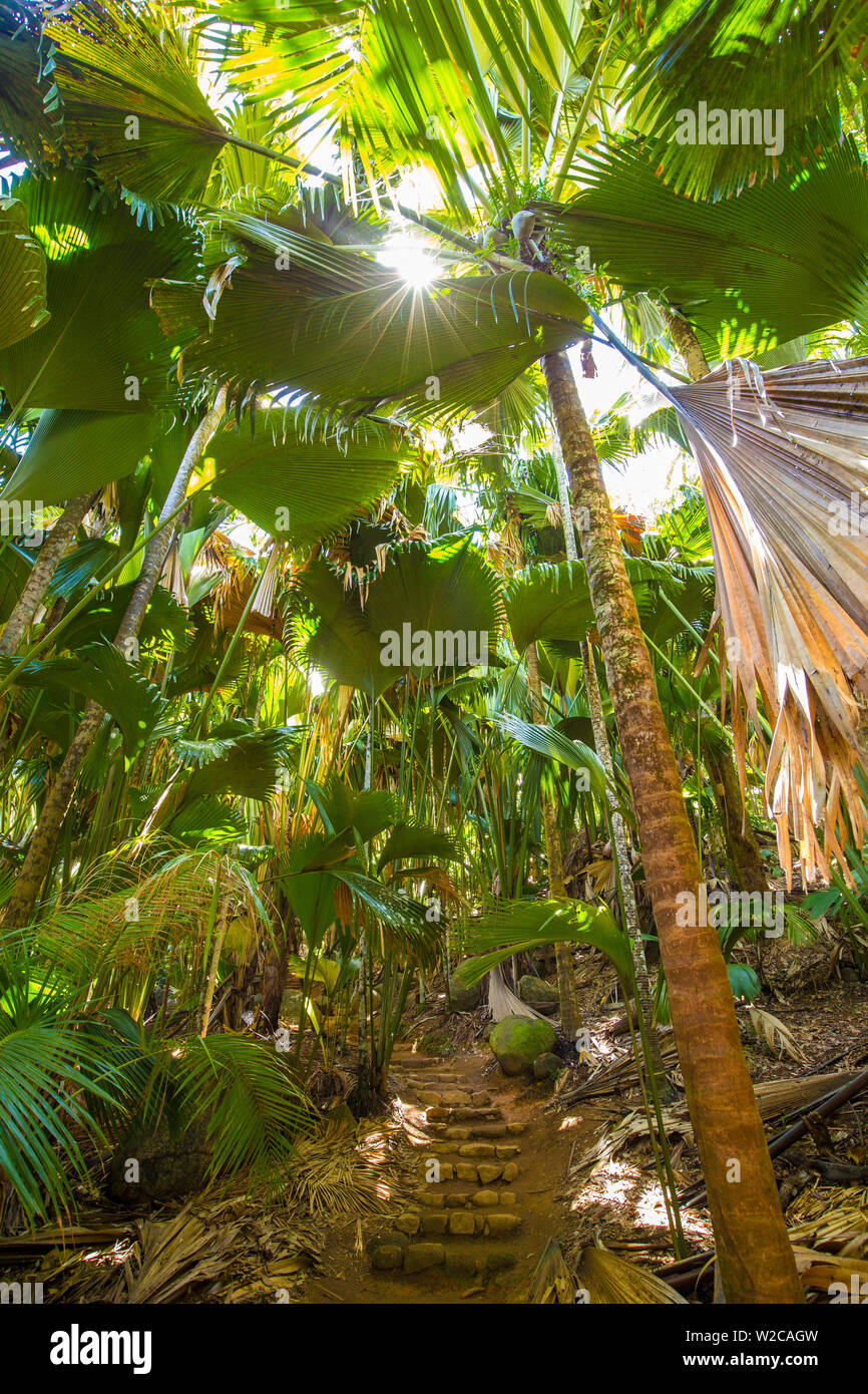 Coco de Mer palms, Vallei de Mai, Praslin, Seychelles Stock Photo