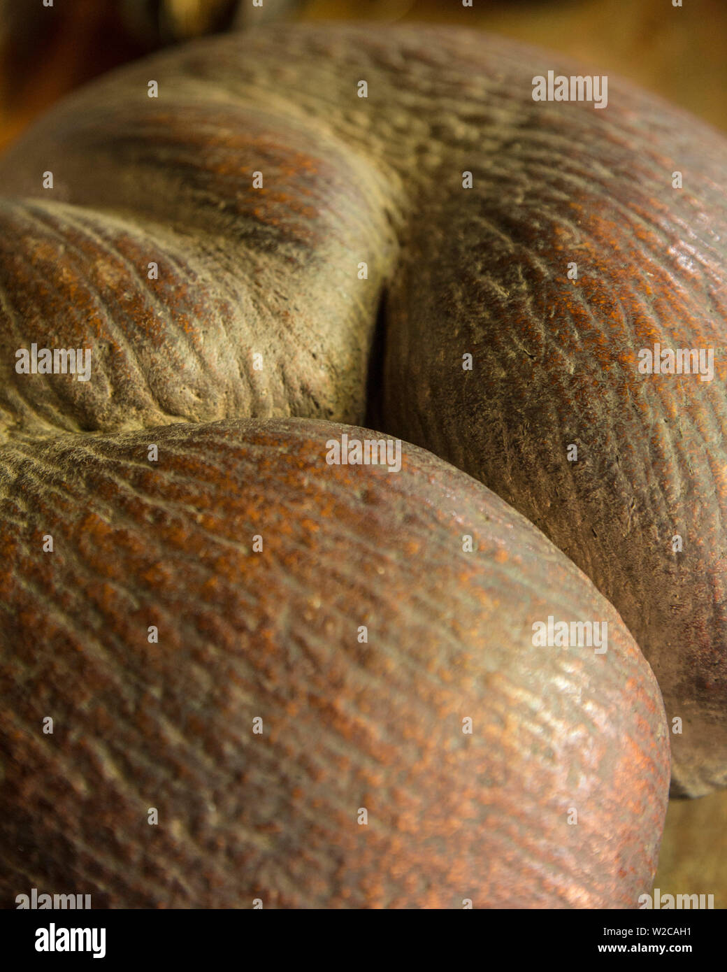 Coco de Mer coconut, Vallee de Mai, Praslin, Seychelles Stock Photo