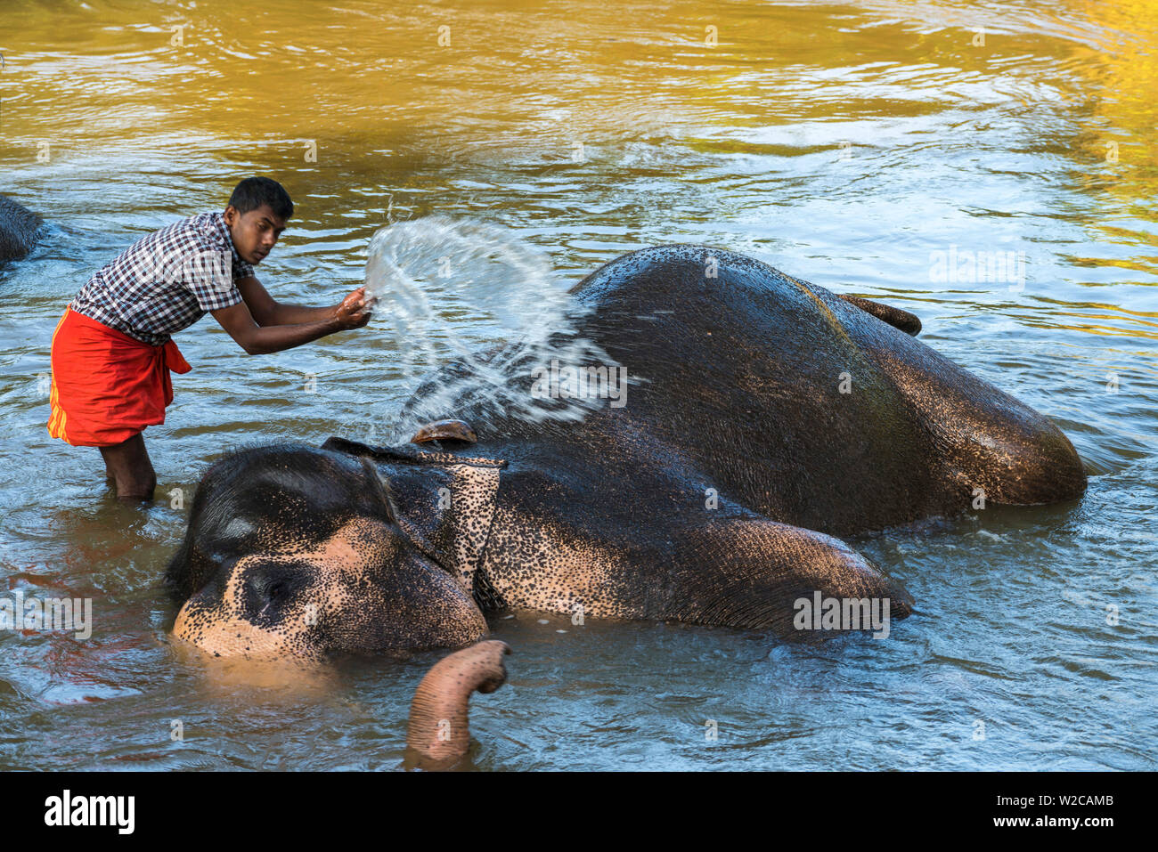 Elephant bathing & being washed by handler, Sigiriya, Sri Lanka Stock