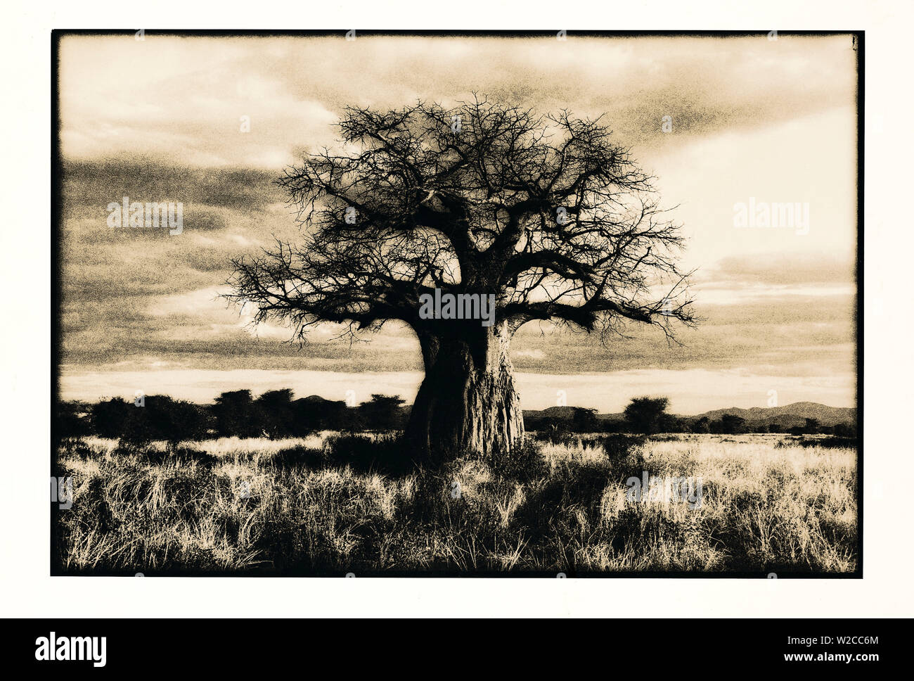 Baobab tree in Ruaha National Park, Southern Tanzania Stock Photo