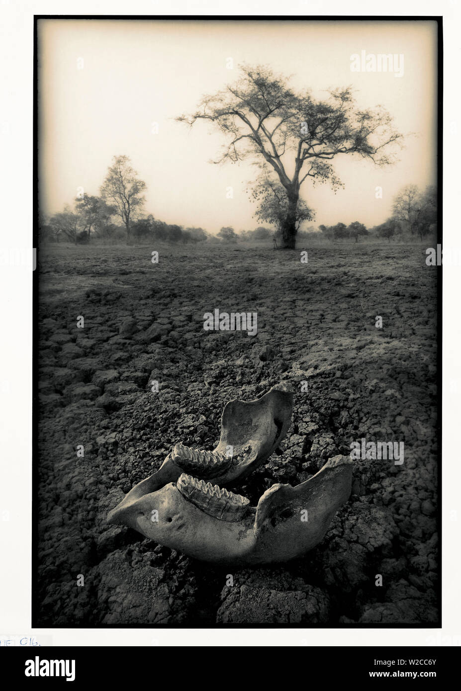 Lower jaw of animal skull on parched mud in Selous game Reserve, Tanzania Stock Photo