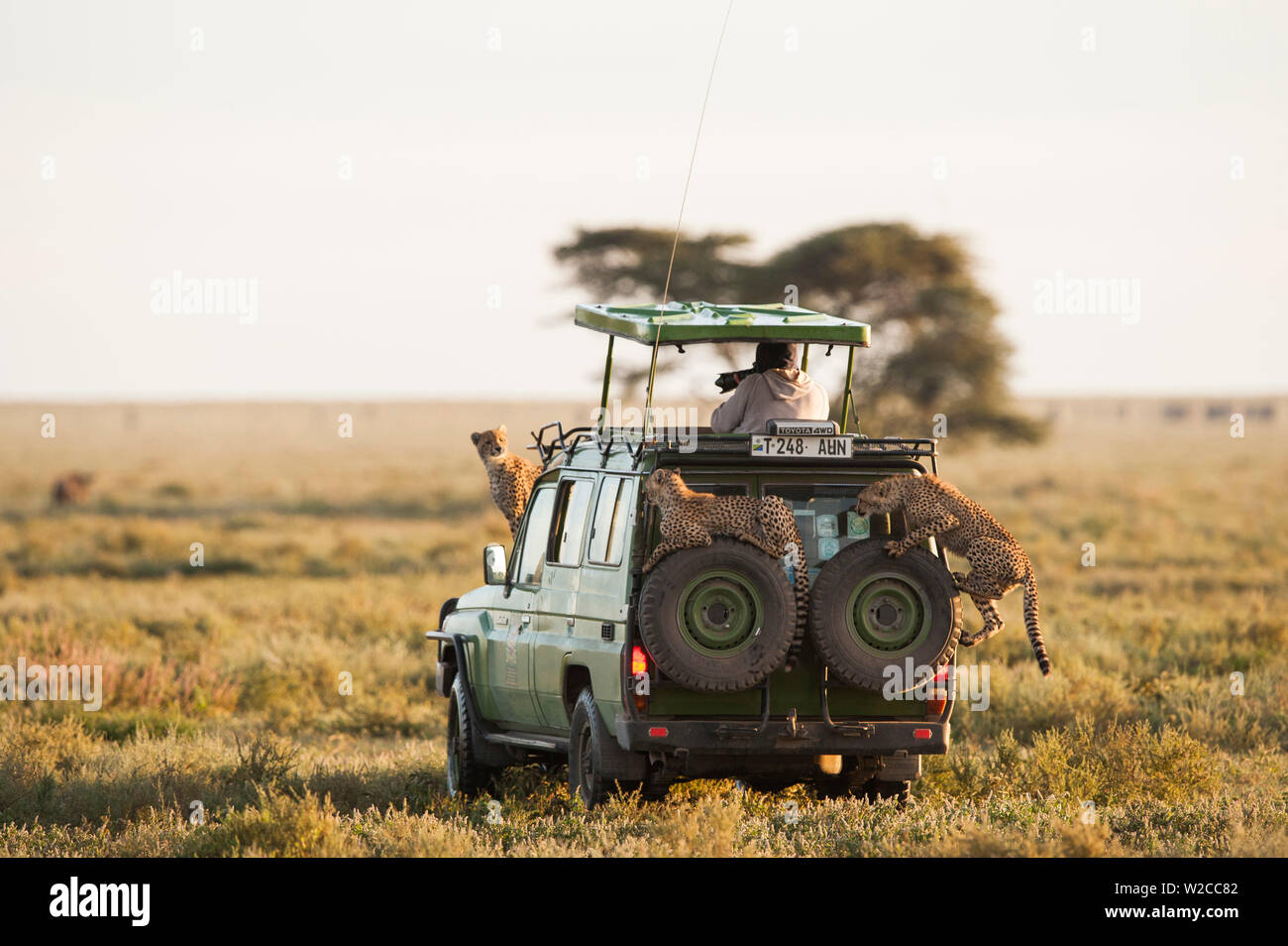 Safari vehicle with tourist and wildlife cheetah on vehicle Serengeti , Tanzania Stock Photo
