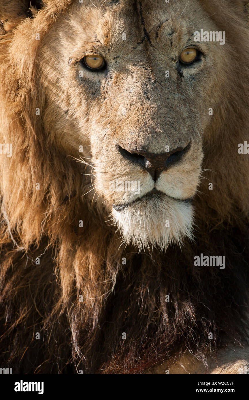 African lion portrait hi-res stock photography and images - Alamy
