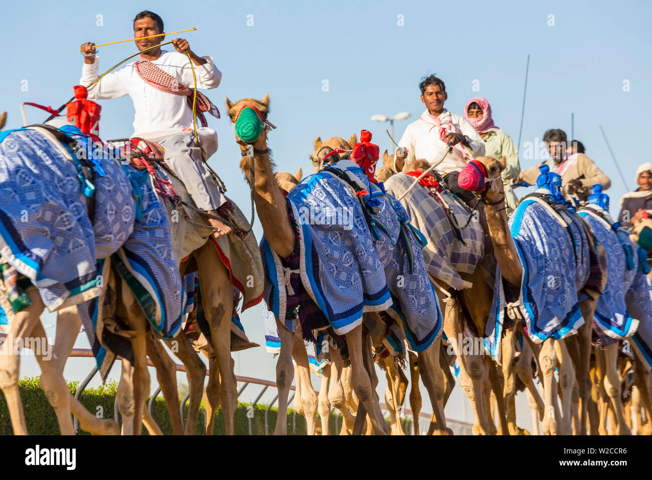 Racing camels, Dubai, United Arab Emirates, UAE Stock Photo