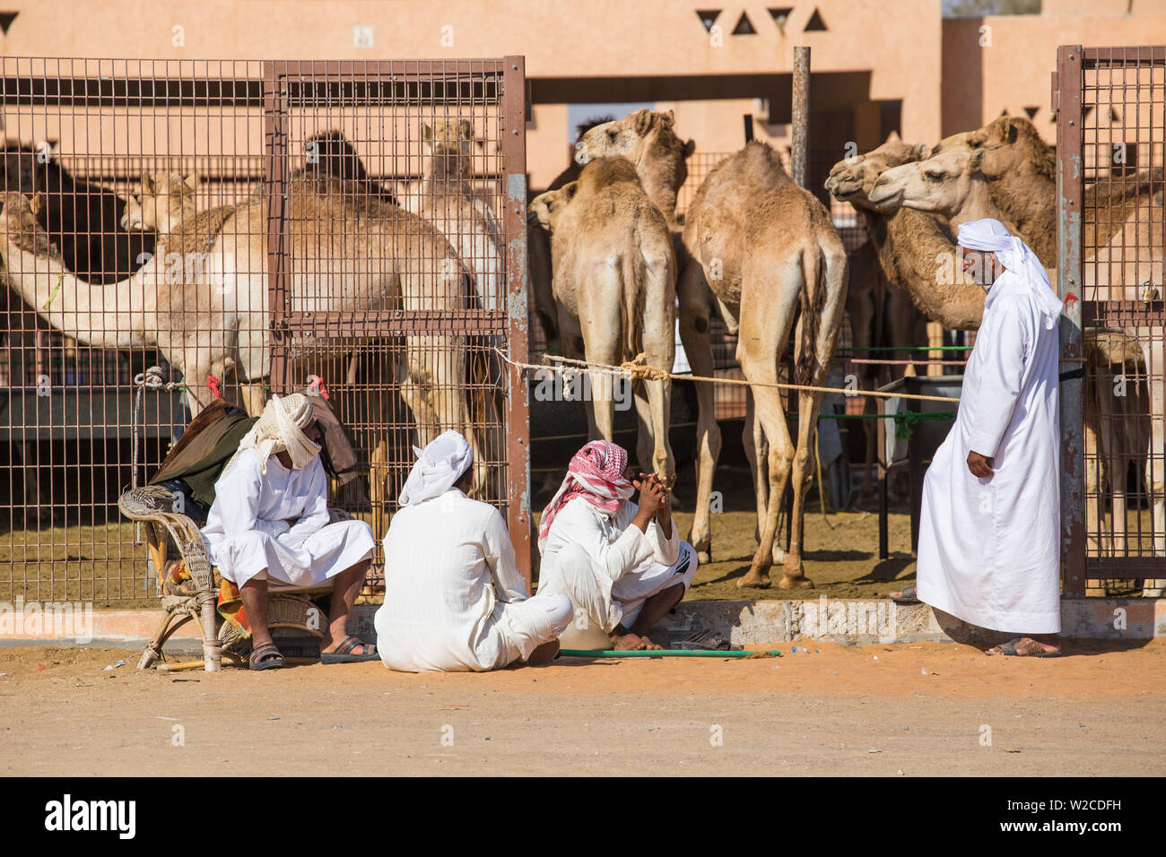 Camel Market High Resolution Stock Photography And Images Alamy