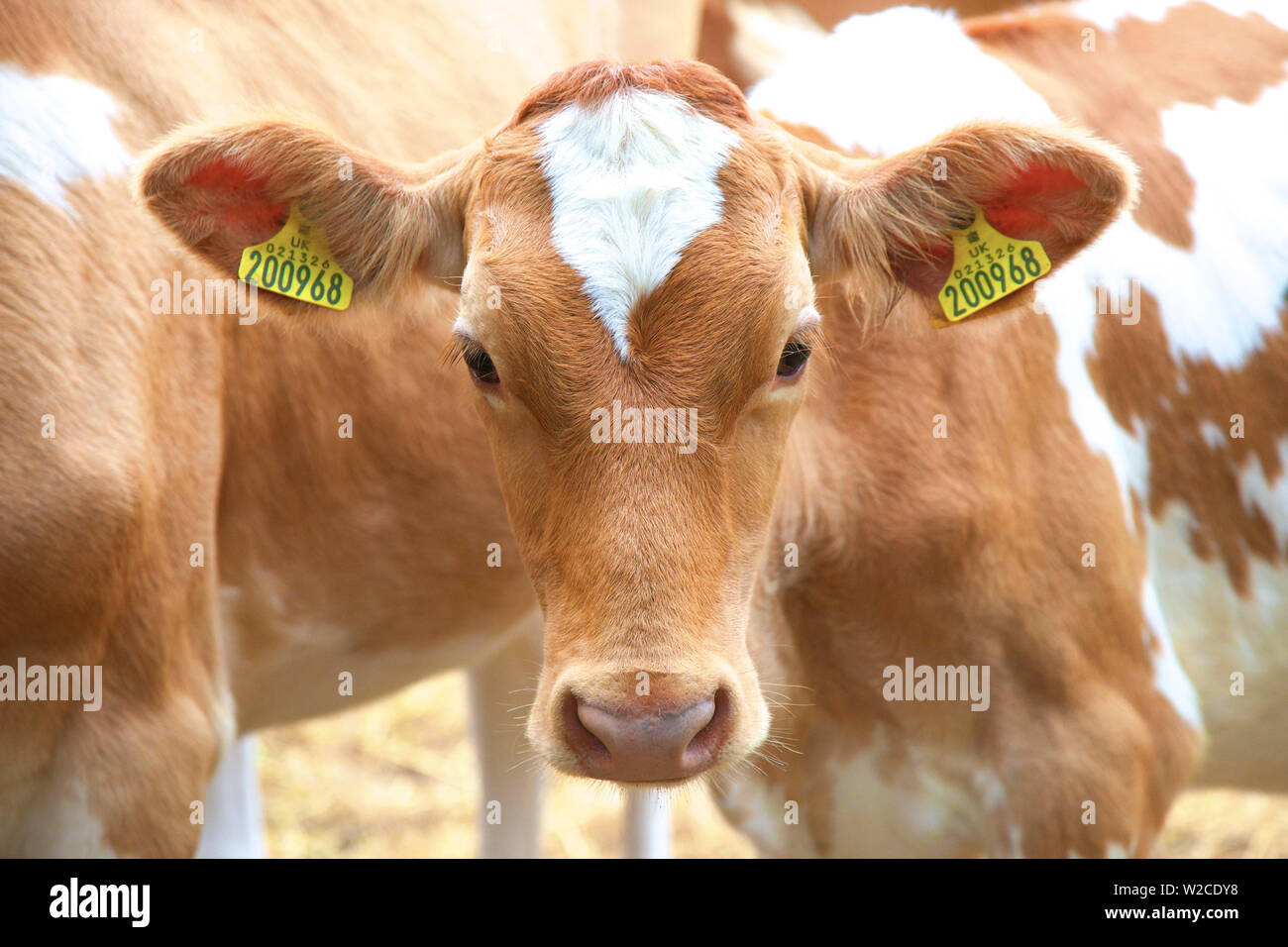 Guernsey Cows, Guernsey, Channel Islands Stock Photo